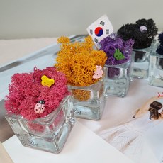 실내공기정화 스칸디아모스 화분 핸드메이드 DIY 세트 방과후 체험학습, 알콩(4+1), 레드