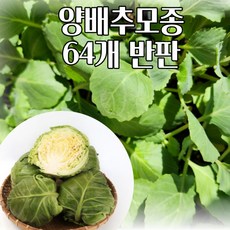 모두다팜 양배추모종 64개 반판 텃밭모종 양배추 모종