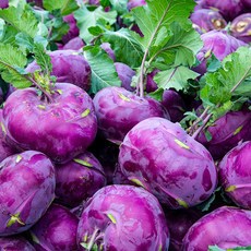 [맛꾼] 당일수확 달콤 아삭 제주 콜라비, 1박스, 2kg