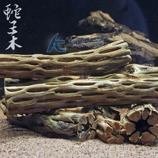 AC草影 蛇王木 S號 15公分水族沉木 仙人掌木 蝦類躲藏棲息, 1個