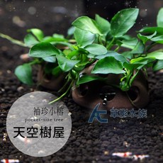 AC草影 天空樹屋 陰性水草 魚缸裝飾, 1個