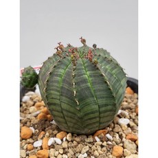 [가람다육] 오베사 실생 선인장, 1개, 오베사142