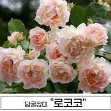넝쿨장미 나무 3년생 1-2지 독일장미 사계장미 사계넝쿨, 1개