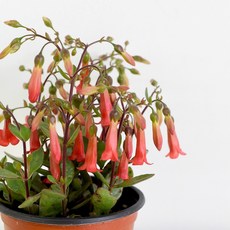 마이플랜트 엔젤 카랑코에 식물 모종 소품, 1개