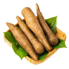 [재구매율1위] 안동 산마 참마 햇 생마 산지직송 디아머스, 1개, 2kg (상품)