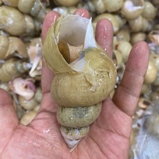 [산지직송] 동해안 포항 자연산 골뱅이 급냉, 2개, 800g_(20미 내외)