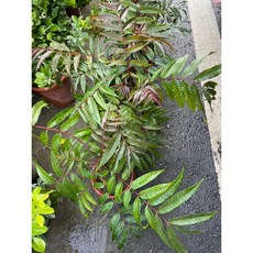 霏霏園藝 香春菜 一棵特價140元