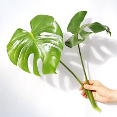 몬스테라 수경재배 실내공기정화식물 천연가습기, 몬스테라 수경재배용, 1개