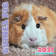 Guinea Pig 2021 Mini Wall Calendar Paperback, Wall Publishing, English, 9781713901884