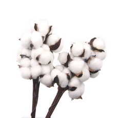 목화꽃 줄기 드라이플라워 조화 목화줄기 20p, 흰색