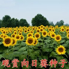 호환 셀피 잉크 CP90 CP000 인화지 CP300 카트리지 CP00, 1개, R. 관상 단두 희양양 고성 해바라기 500g