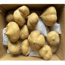 Thomy 세계 10대 슈퍼푸드 베트남 현지직송 Cu dau 히카마 2KG 5KG 10KG, 1개