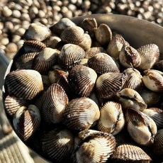 [벌교직송] 당일조업 새꼬막 생물, 2kg 소(220-240미 내외), 1개