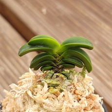 [금비농원] 청해/부귀란 두엽풍란 석부작 공기정화 식물, 1개