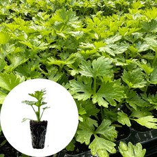 새마을총각 샐러리모종 셀러리, 2개