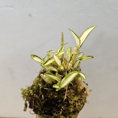 가쿠야 히메, 1개