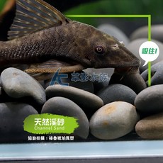 AC草影 砂勞越天然河砂 水族魚缸底砂裝飾 顆粒2-4.5公分, 1個