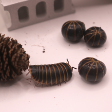 베트남 메가볼 1마리 공노래기 배각류 등각류 공벌레 콩벌레, 1개, 안전포장 비용 배송비에 포함