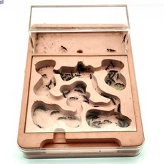 개미키우기 석고 사육장 관찰 하우스 키트 애완