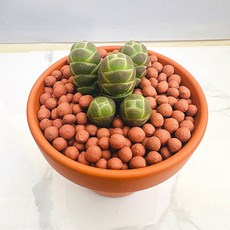 버클리 농장직송 산아래 다육이 생명력최고 키우기쉬운 공기정화 전자파차단 하월시아 다육 식물 선인장, 1개, 럭셔리