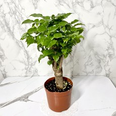 나만의화원 미니녹보수 녹보수소형 >> 초특가세일 100개선착순, 1개