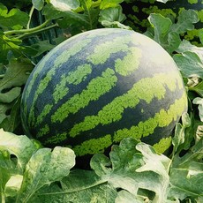 당도선별 함안 고당도 하우스 수박, 1개, 가정용 5kg