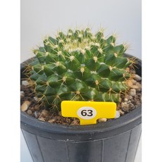 [가람다육] 금양환 선인장, 1개, 금양환63