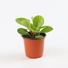 갑조네 청페페(소품), 단일, 1개