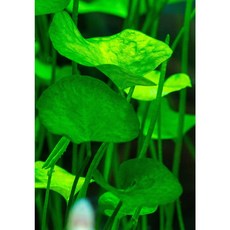 타이완 가가부타(3촉/1촉) 중경수초 후경수초 어항수초 유경수초 구피 새우 은신처, 1개