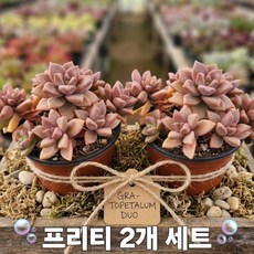 다육이 밝은다육 다육식물 예쁜다육 다육, 1개