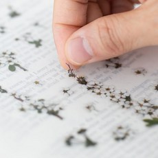 고백편지 압화스티커 조팝나무 편지 연인에게 전하는 사랑 고백 쪽지