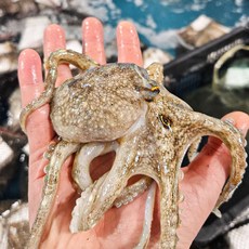 [특가] 당일조업 당일배송 자연산 활쭈꾸미, 1개, 활쭈꾸미 1kg (7~12미)