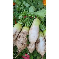 배달시키지마세요 구입후간편하게드세요 동치미 5kg 음식은 즉석으로먹어야 정말맛있습니다, 1개