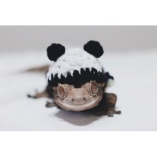 뜨개코할미 크레스티드게코 크레옷 크레스티드게코팬더후드옷 크레바오후드옷 뜨개옷 도마뱀옷 도마뱀뜨개옷 도마뱀소품, 1개