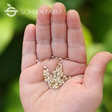 2025년 참깨 1kg 검은깨 800g 들깨 1kg, 1개, 참깨1kg