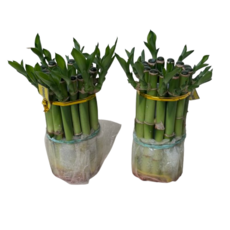 개운죽 10cm 미니 사이즈 1+1 묶음 미니 인테리어 식물