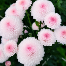 폼폰국화 '큐티버블' [4포트] (복남이네야생화 Chrysanthemum Cutie Bubble), 4개