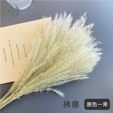 大好屋 金絲草乾燥花束 居家裝飾、手作花材、攝影佈景, 1件, 拂塵【大束】原色, 原色