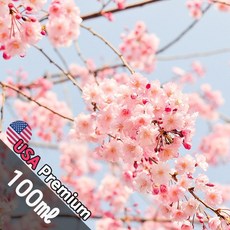 C027 체리블라썸 100ml (Cherry Blossom) 프래그런스오일 캔들 디퓨저 향수, 1개