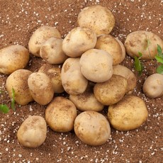 포슬한 강원도 햇감자 3kg, 중, 1박스, 수미감자 중 3kg