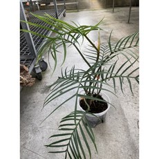 霏霏園藝 魚骨蔓綠絨, 1個, 2.5寸