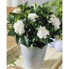 향기나는 꽃치자나무 소품 묘목 오래가는꽃 분재 식물 화분 키우기