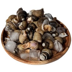 동해안 주문진항 싱싱한 자연산 흑골뱅이 500g 자숙후 급냉처리, 1개