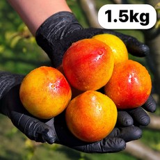 황토에서키운 2026년 제철 햇 자두, 1박스, 1.5kg (소과)