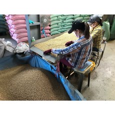 台灣黃豆30公斤 (高雄選10號/種豆) (種豆 可供種植用 ) 《為純素世界祈禱 為純素世界勇敢行動》, 1個, 30公斤一袋