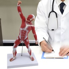 근육모형 해부학 인체모형 전신 근육구조 교육용 미술모델 실습용 과학실험 인체해 50CM 근육 사람, 1개