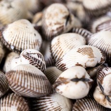 벌교 새꼬막 2KG 중 벌교새꼬막 피꼬막