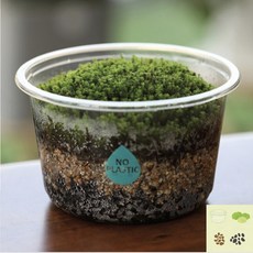 테라리움 공기정화 가습기능 플렌테리어키트