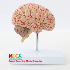 뇌 해부학 모형 반구 오른쪽 뇌구조 의료 교육장비 조립식 모델, 인간의 1 1 우반구(MDN007)