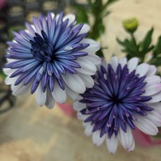 유담정원 농장직송 겹데모루 스틸블루 오스테우스펄멈 디모르포세카 봄꽃 화초 모종, 1개